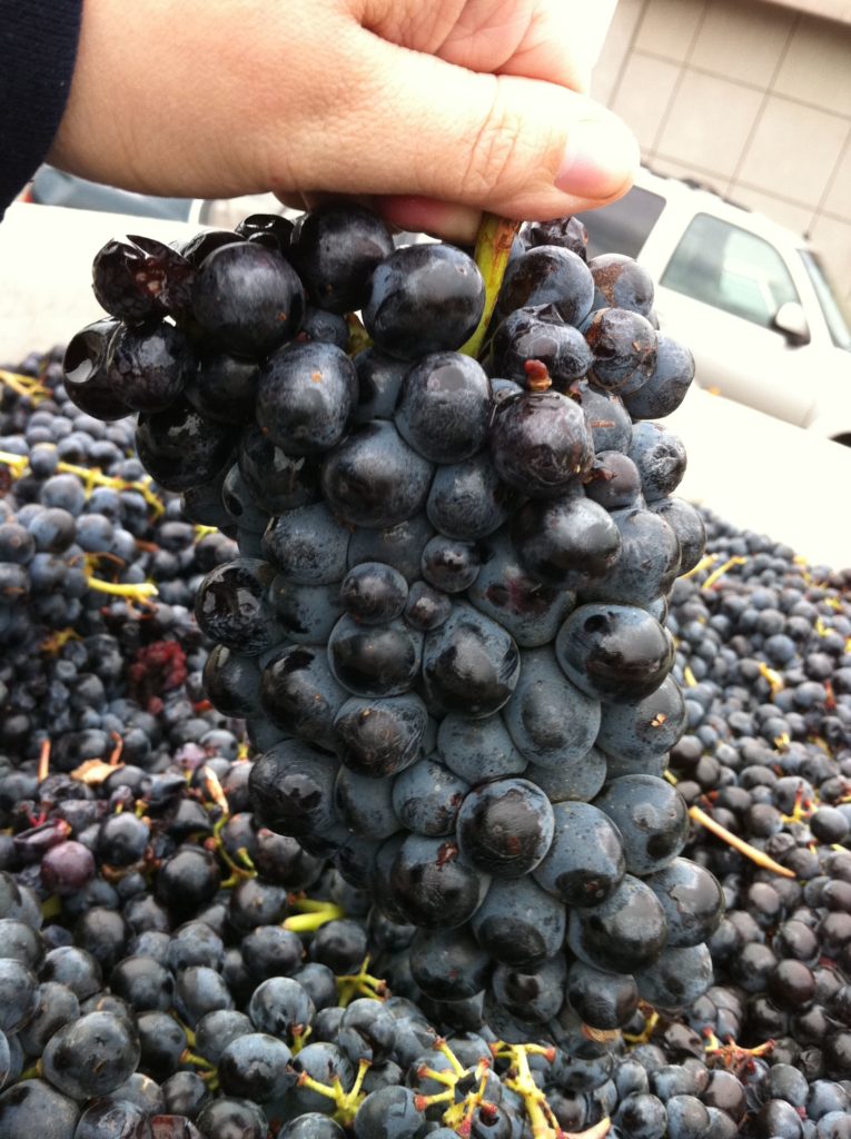 Barbera grape variety