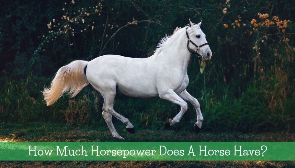 How Much Horsepower Does A Horse Have